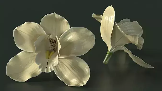 Natural Vanilla Blossom for Extraction 3D model 2