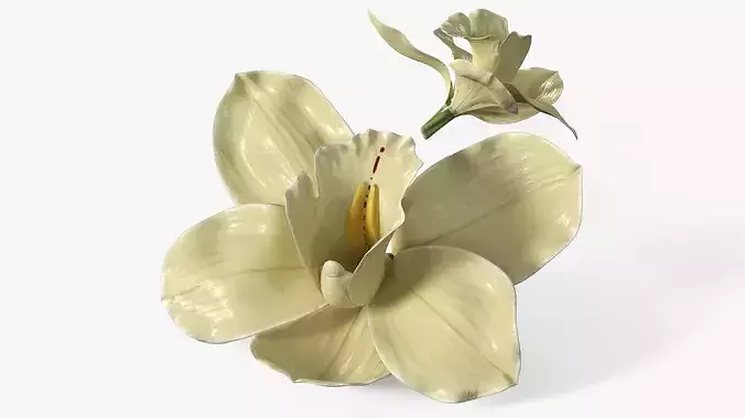 Natural Vanilla Blossom for Extraction 3D model