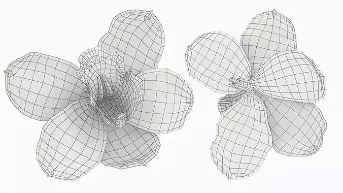 Natural Vanilla Blossom for Extraction 3D model 7