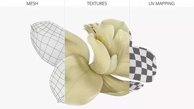 Natural Vanilla Blossom for Extraction 3D model 5