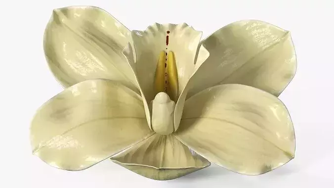 Natural Vanilla Blossom for Extraction 3D model 4