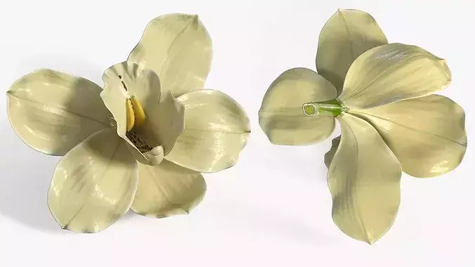 Natural Vanilla Blossom for Extraction 3D model 3