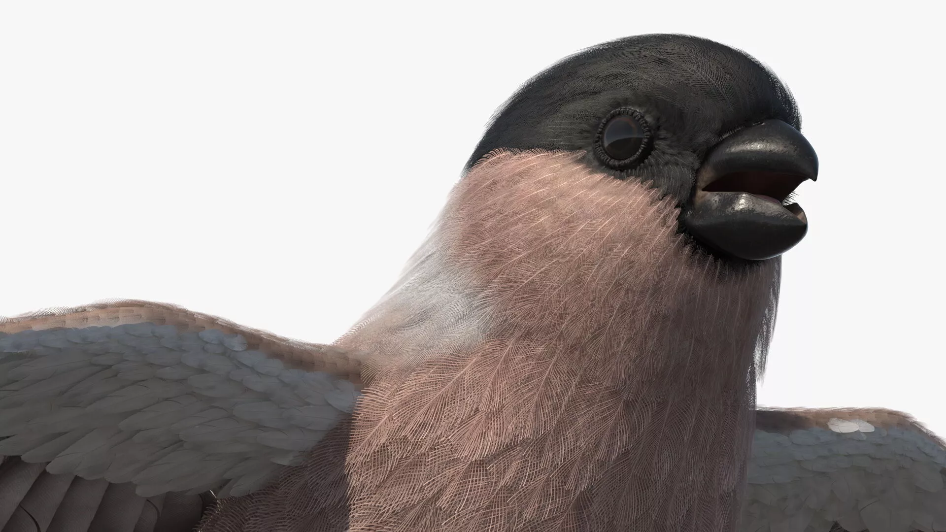 Bullfinch Female Bird Rigged for Cinema 4D 3D model