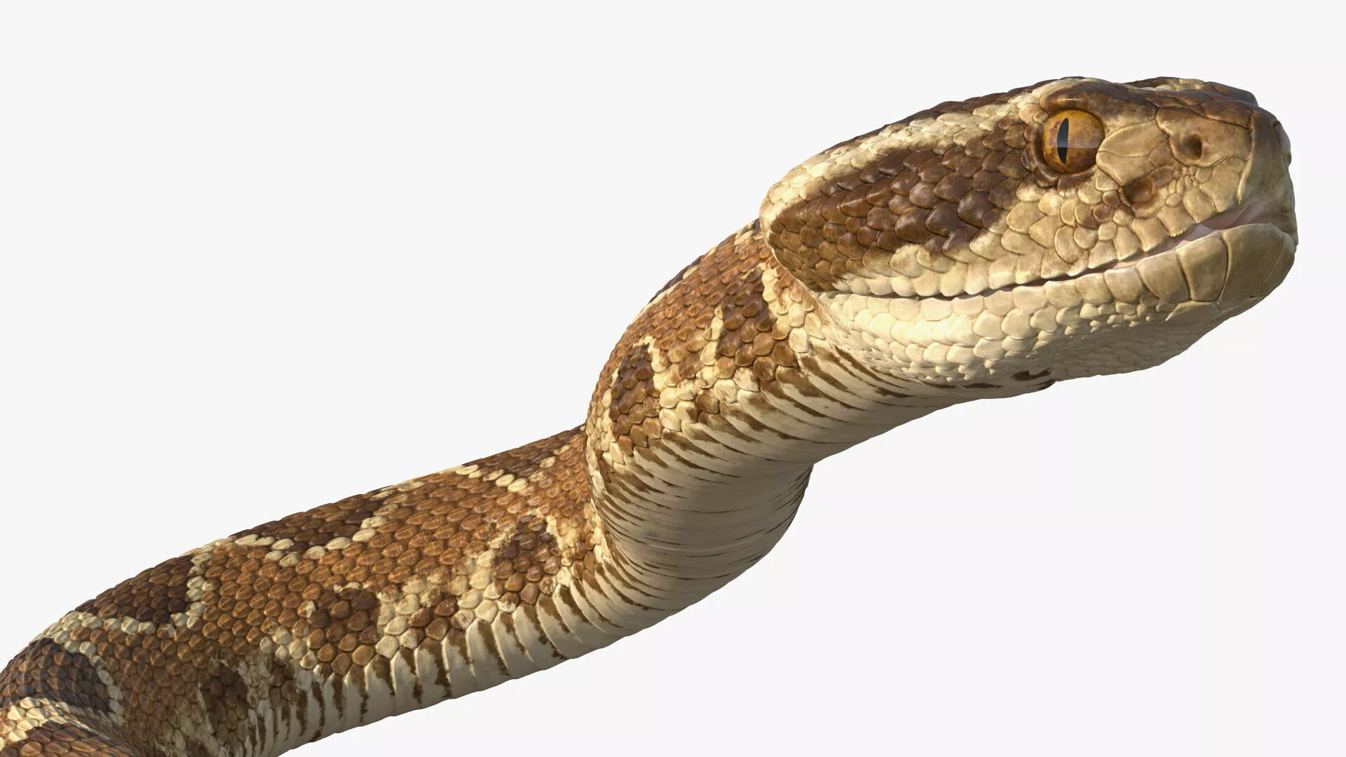 Light Rattlesnake Self Defends Animated Rigged for Cinema 4D 3D model