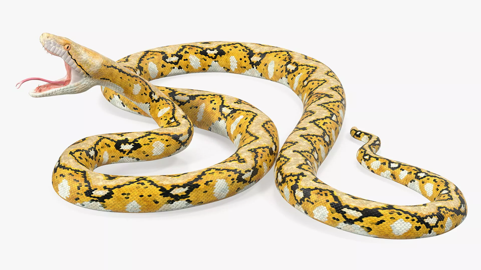Reticulated Python Rigged for Cinema 4D 3D model