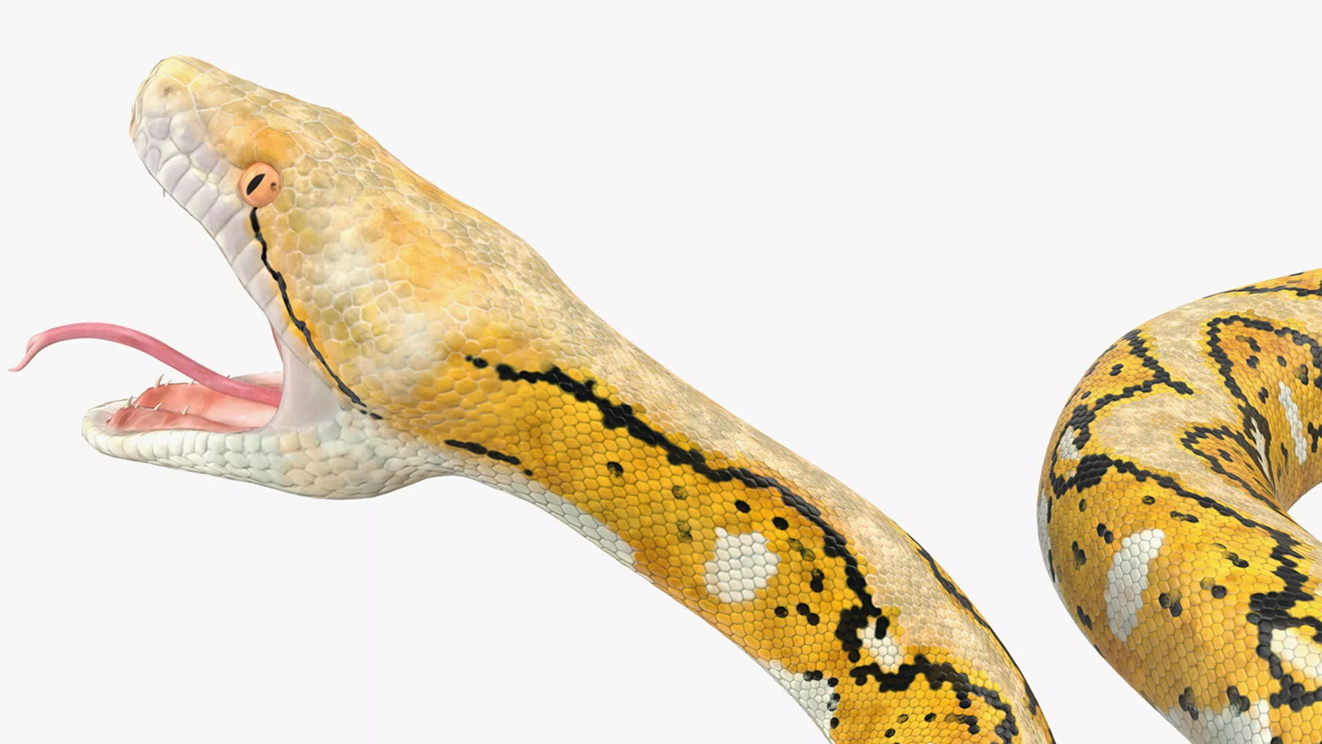 Reticulated Python Rigged for Maya 3D model
