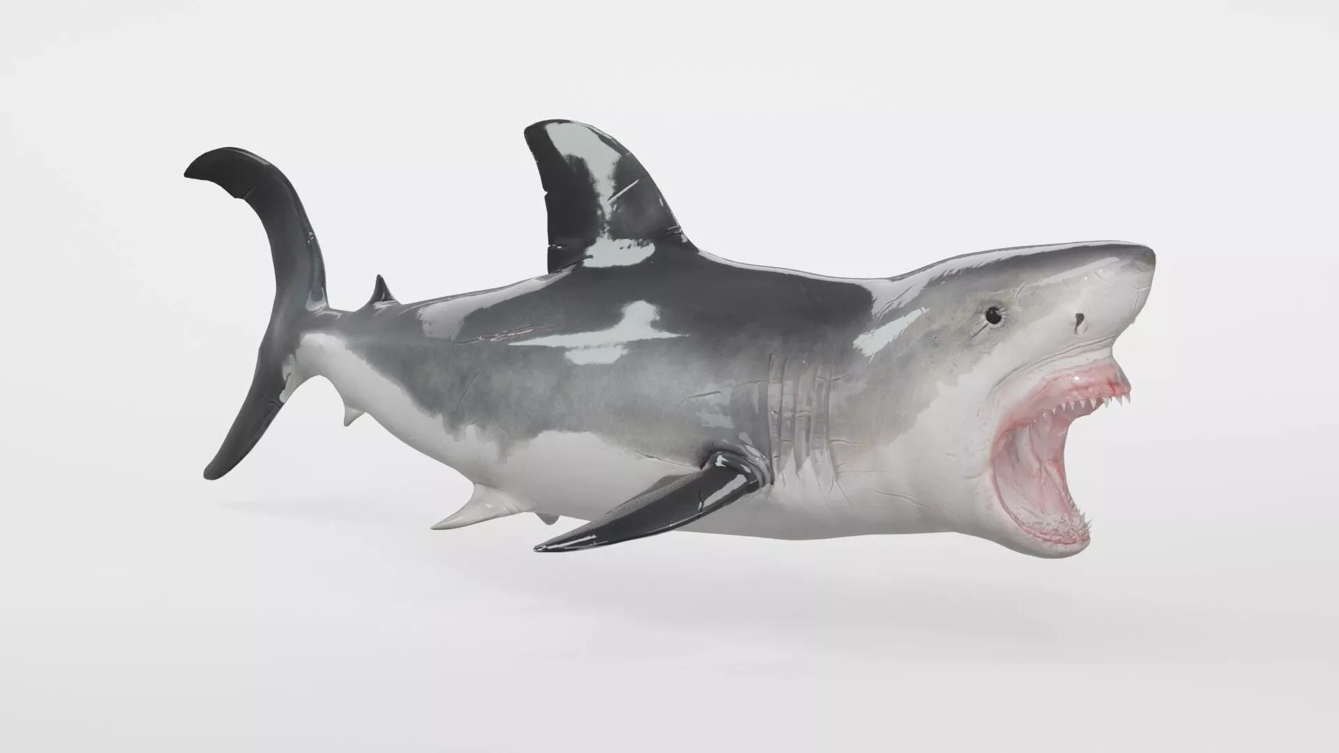 Realistic Great White Shark Fully Rigged and Animated 3D model