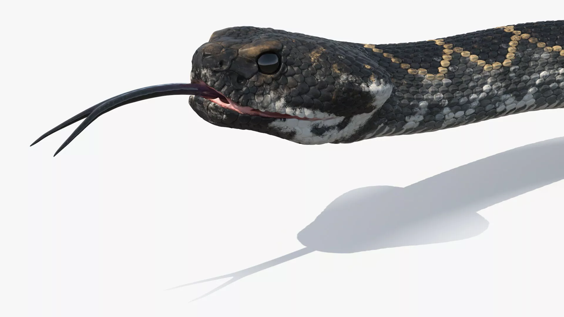 Rattlesnake Crawls Animated Rigged for Maya 3D model
