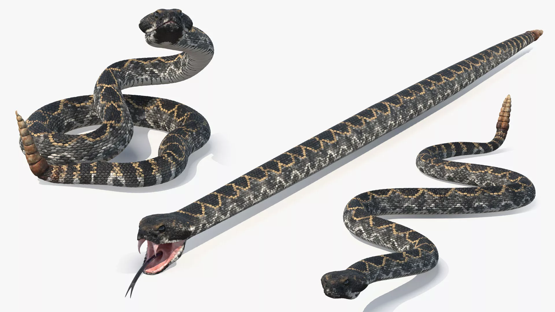 Rattlesnake Crawls Animated Rigged for Cinema 4D 3D model