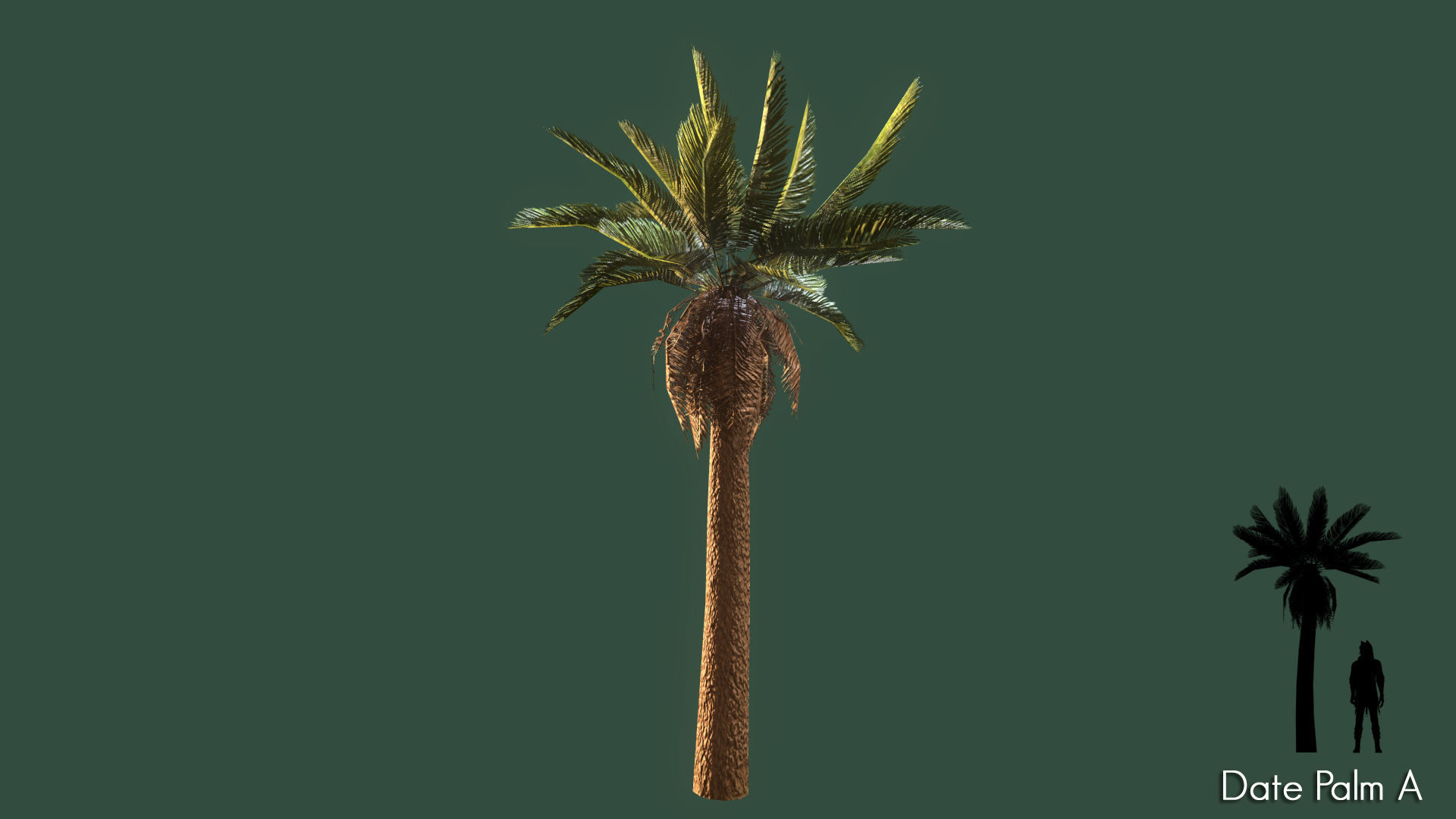Date Palm Low-poly 3D model_1
