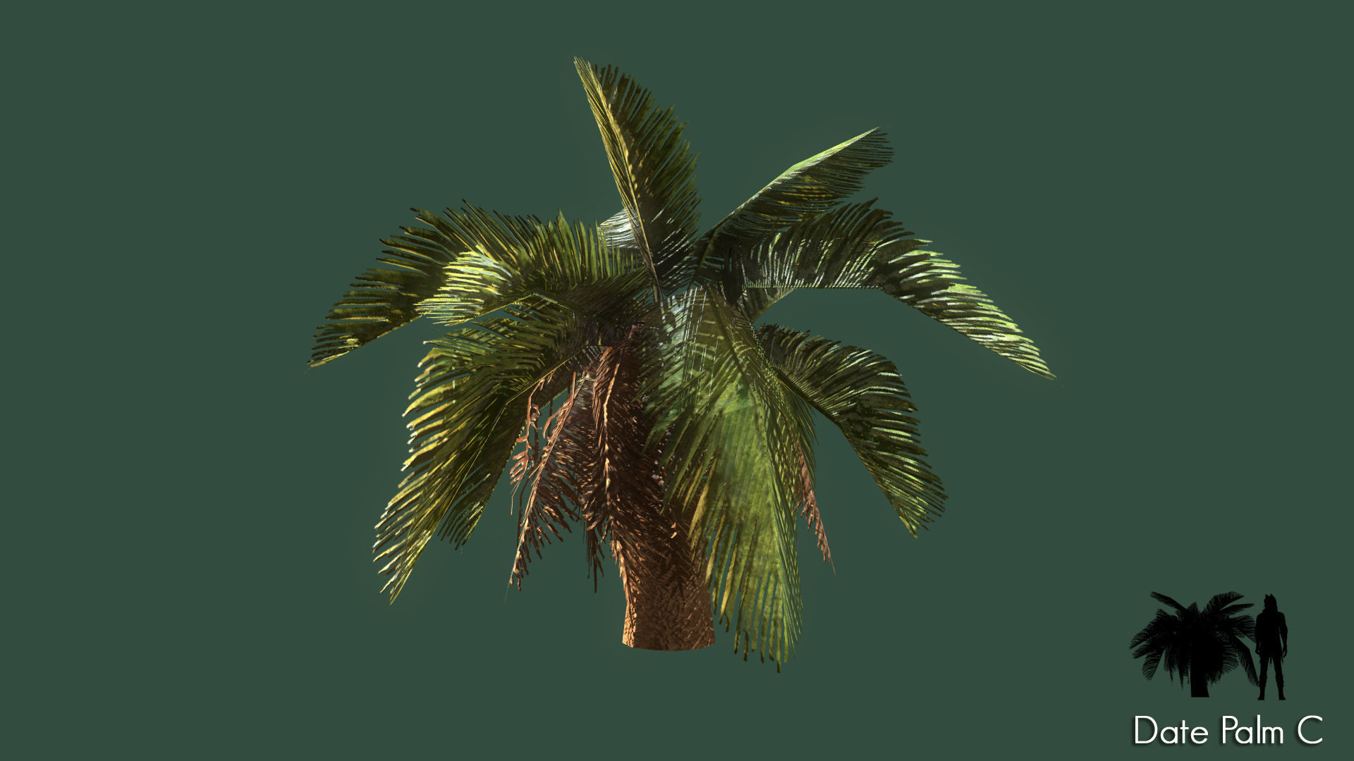 Date Palm Low-poly 3D model_5