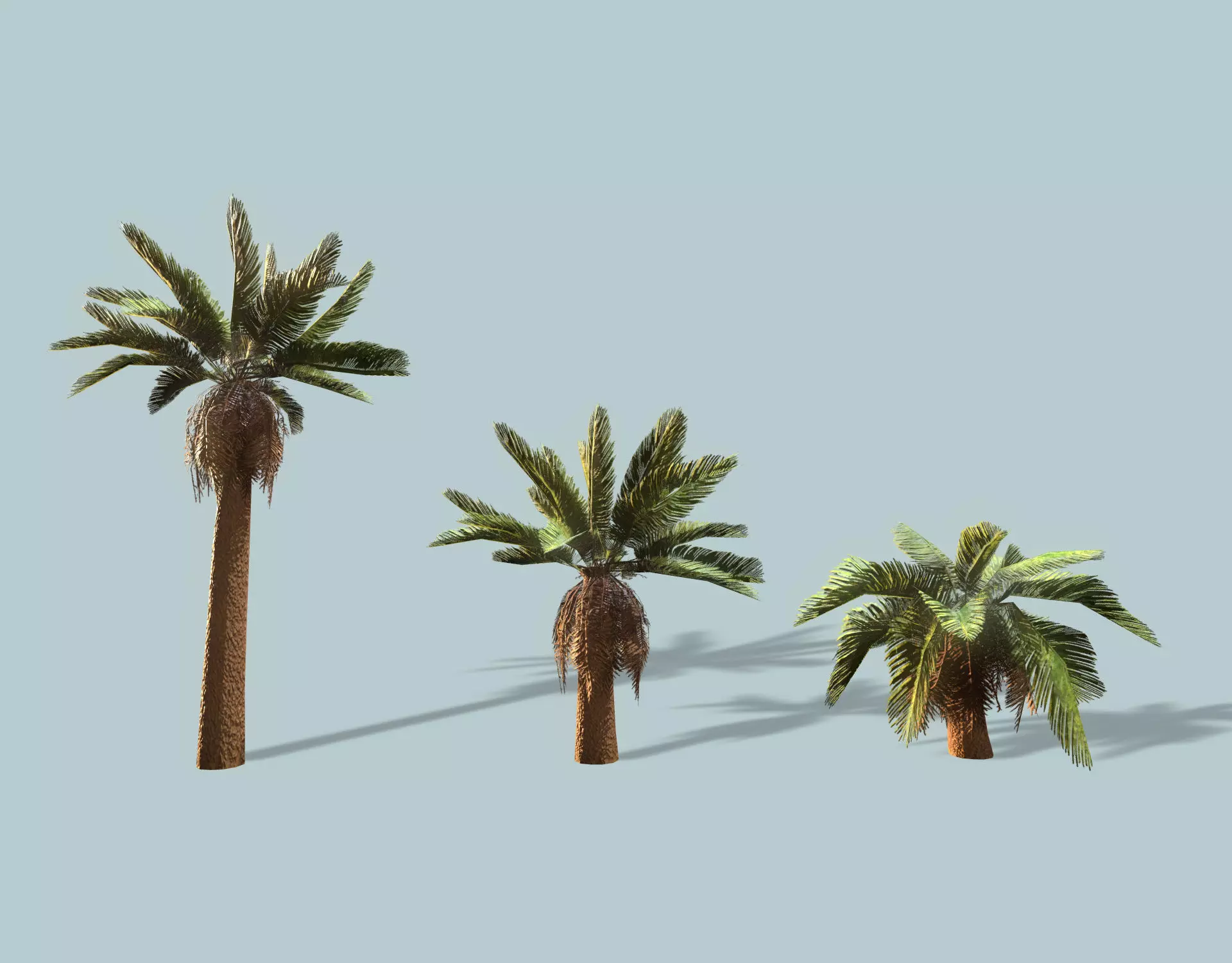 Date Palm Low-poly 3D model_0