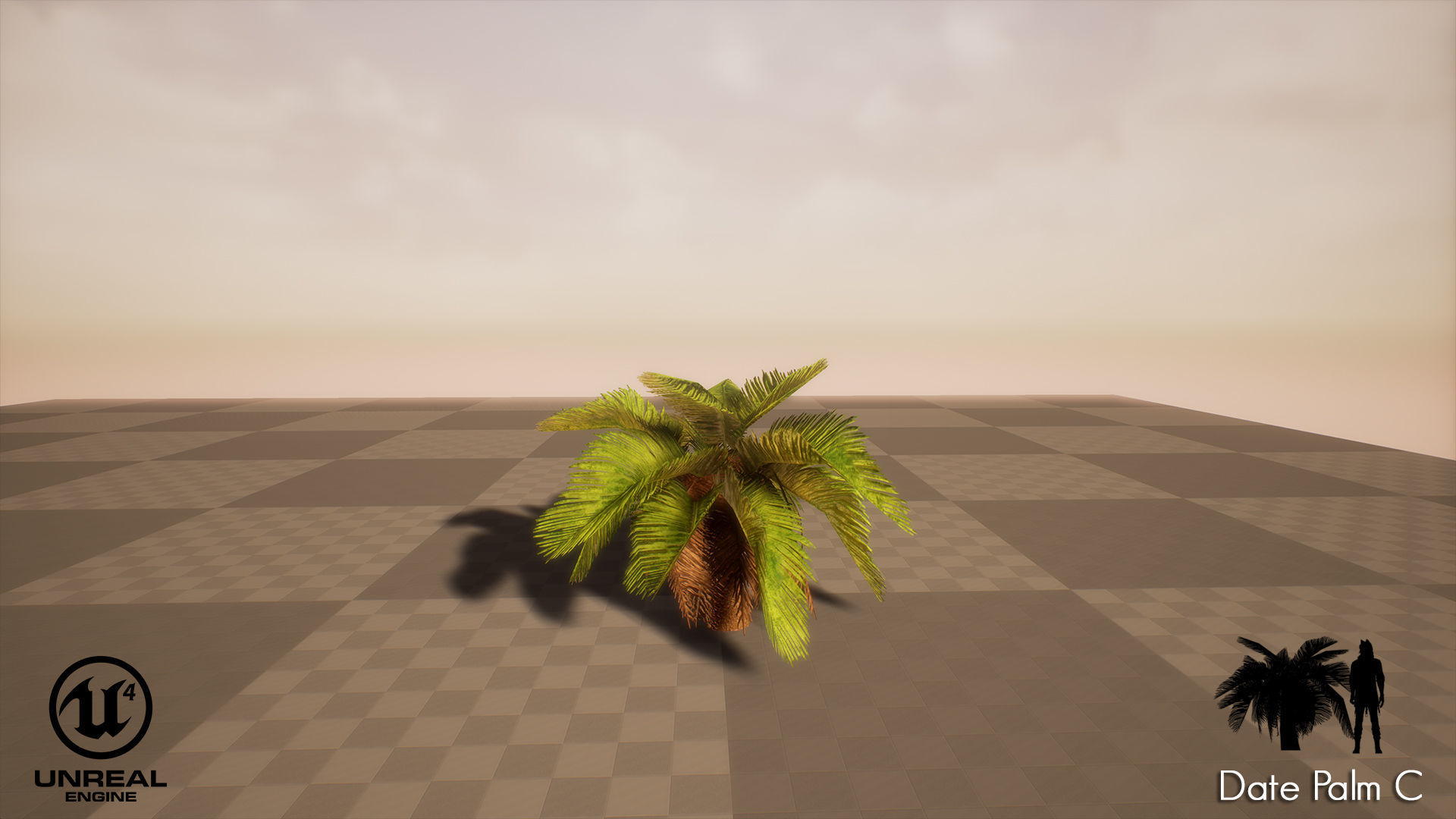 Date Palm Low-poly 3D model_9