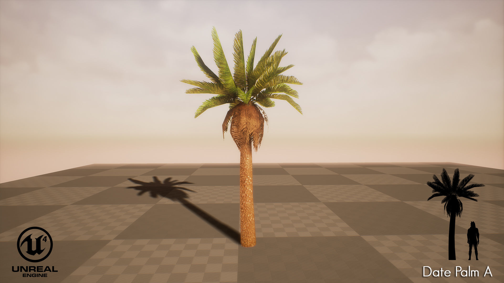 Date Palm Low-poly 3D model_7
