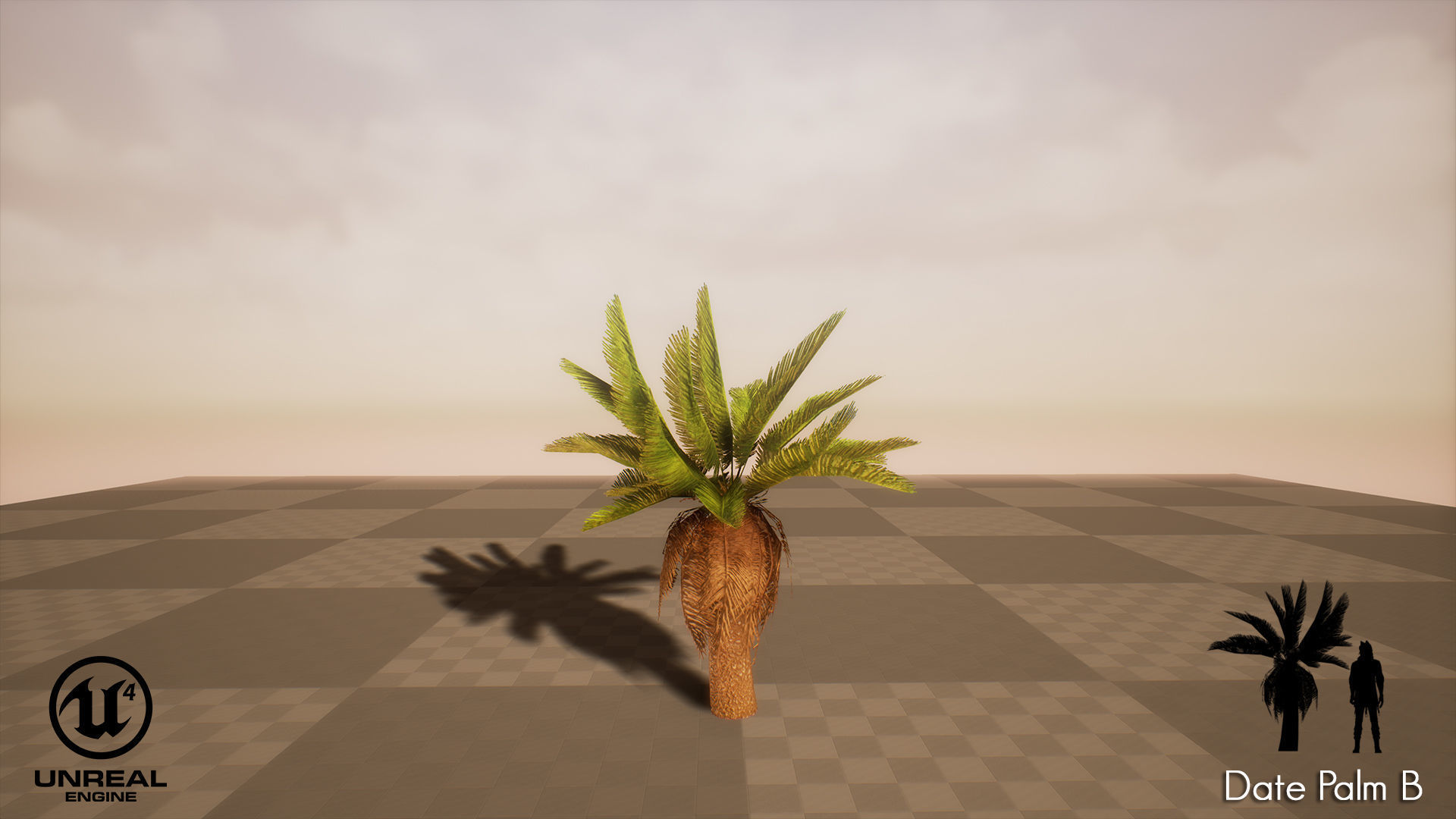 Date Palm Low-poly 3D model_8