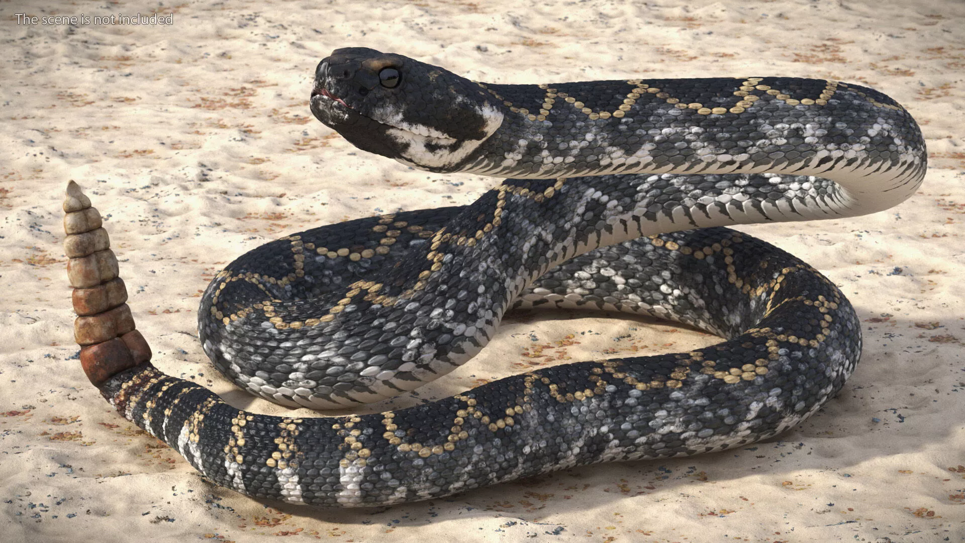 Rattlesnake Attack Animated Rigged for Cinema 4D 3D model