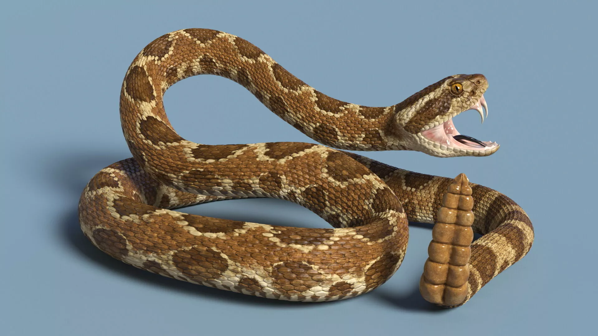 Light Rattlesnake Attack Animated Rigged for Cinema 4D 3D model