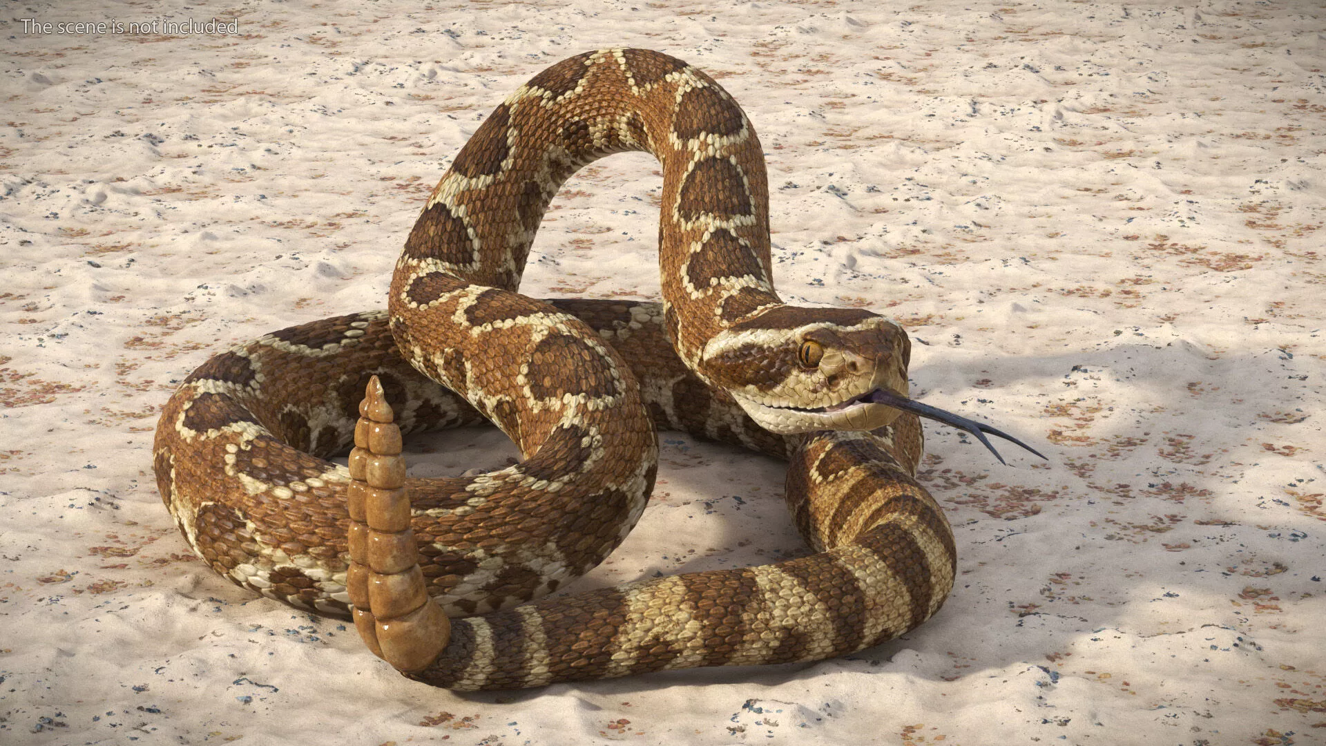 Light Rattlesnake Attack Animated Rigged for Maya 3D model