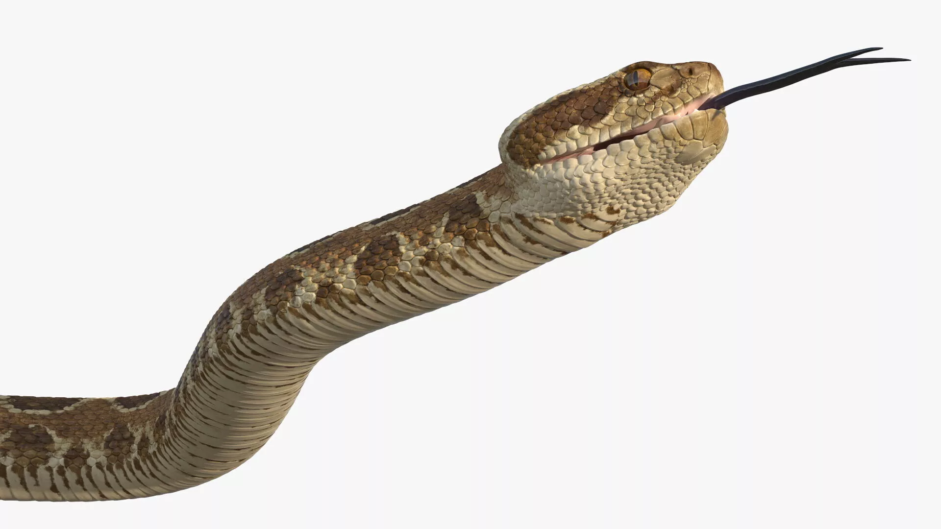 Light Rattlesnake Crawls Animated Rigged for Maya 3D model