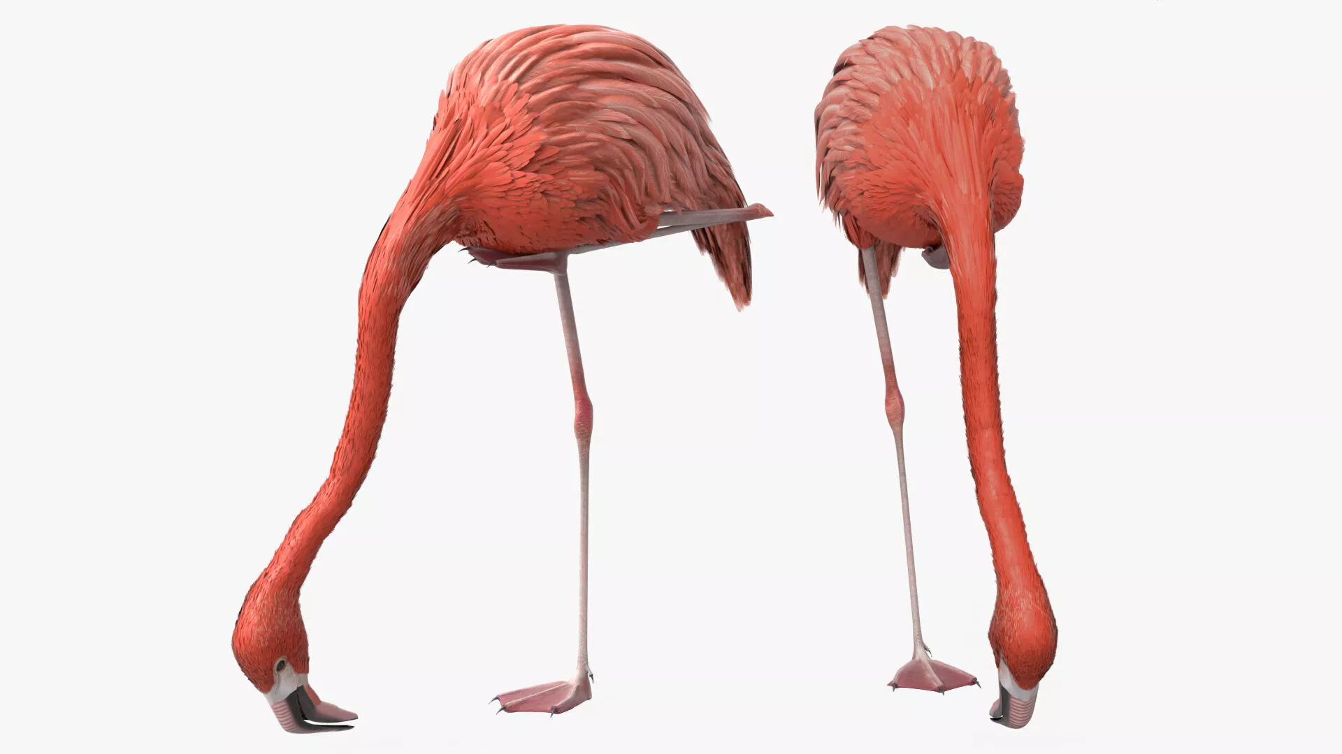 Tropical Bird Flamingo Pink Rigged for Blender 3D model