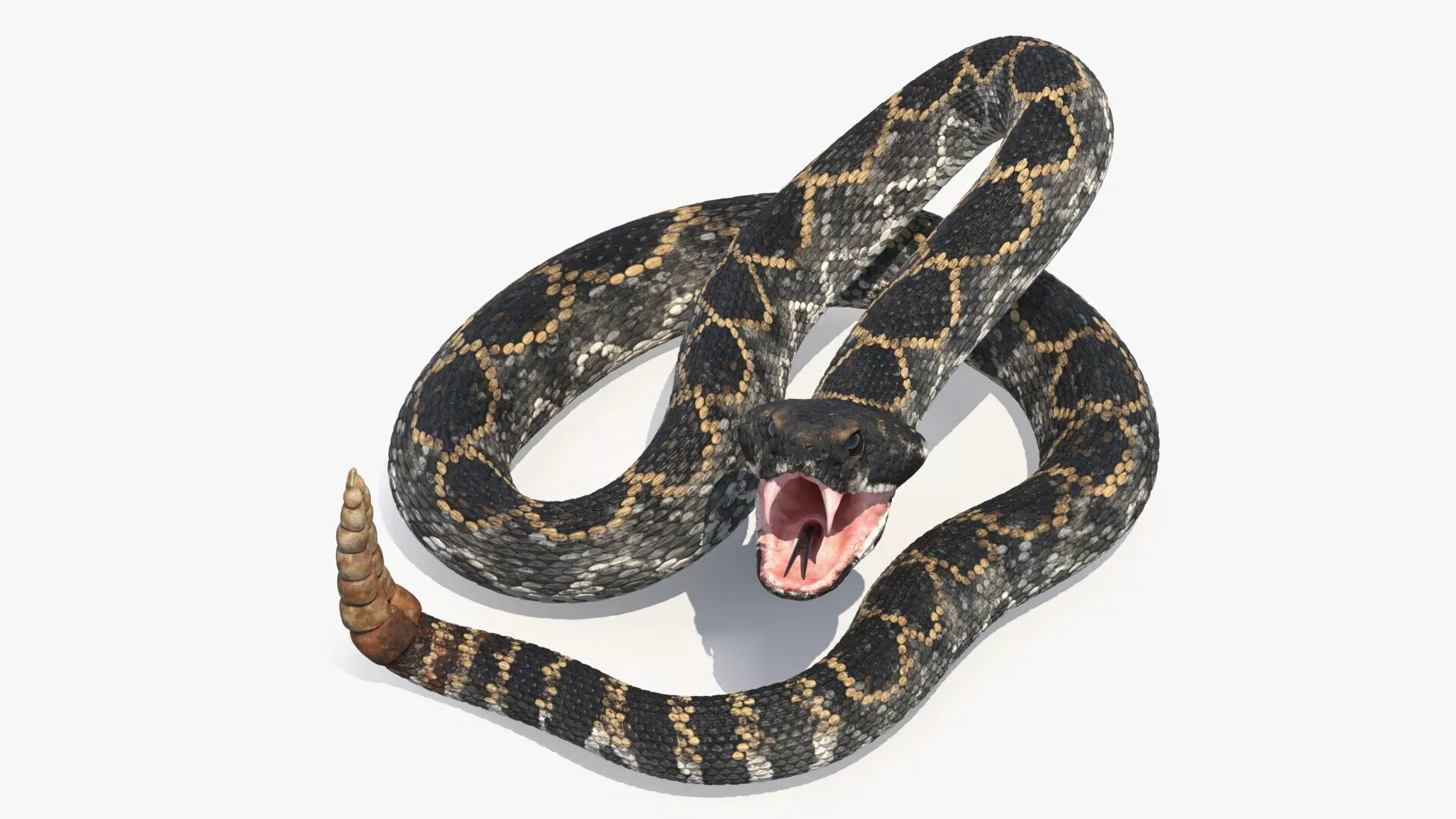 Rattlesnake Dark Rigged for Cinema 4D 3D model