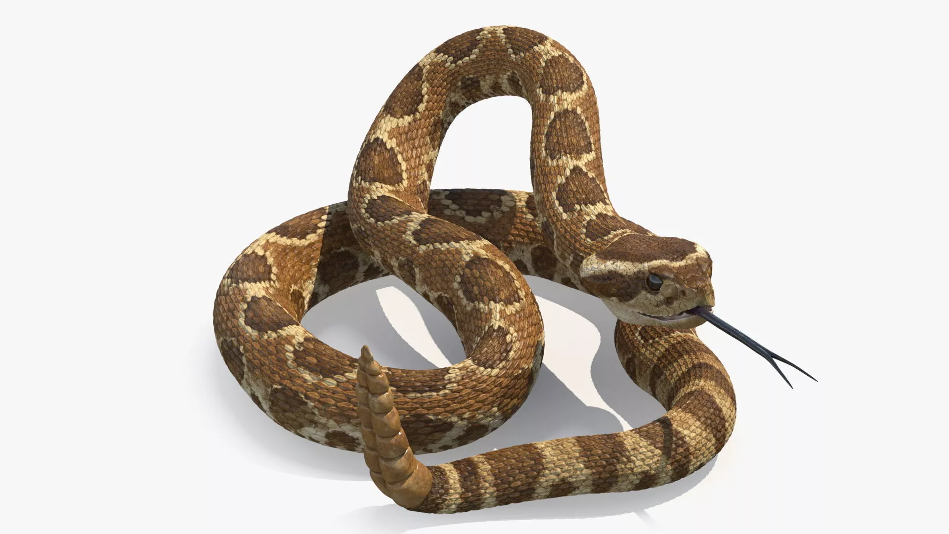 Light Rattlesnake Rigged for Cinema 4D 3D model