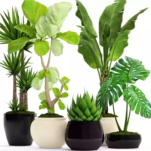 Collection plants group of in pots 3D model