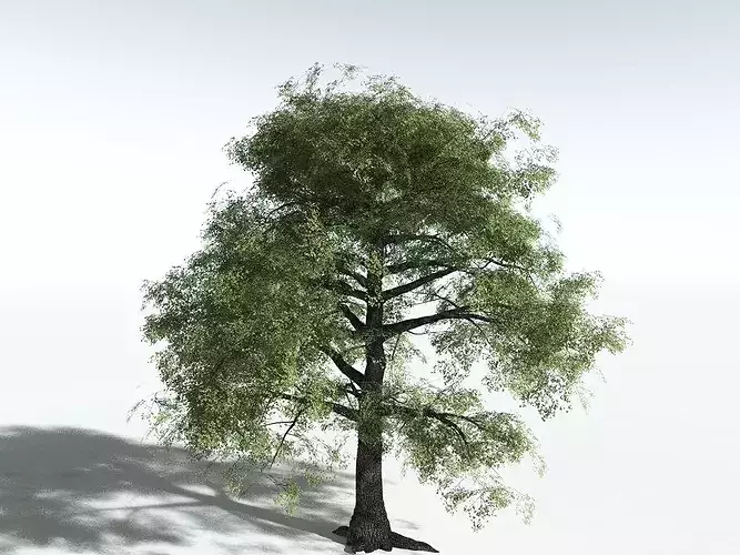 EVERYPlant Bigleaf Maple