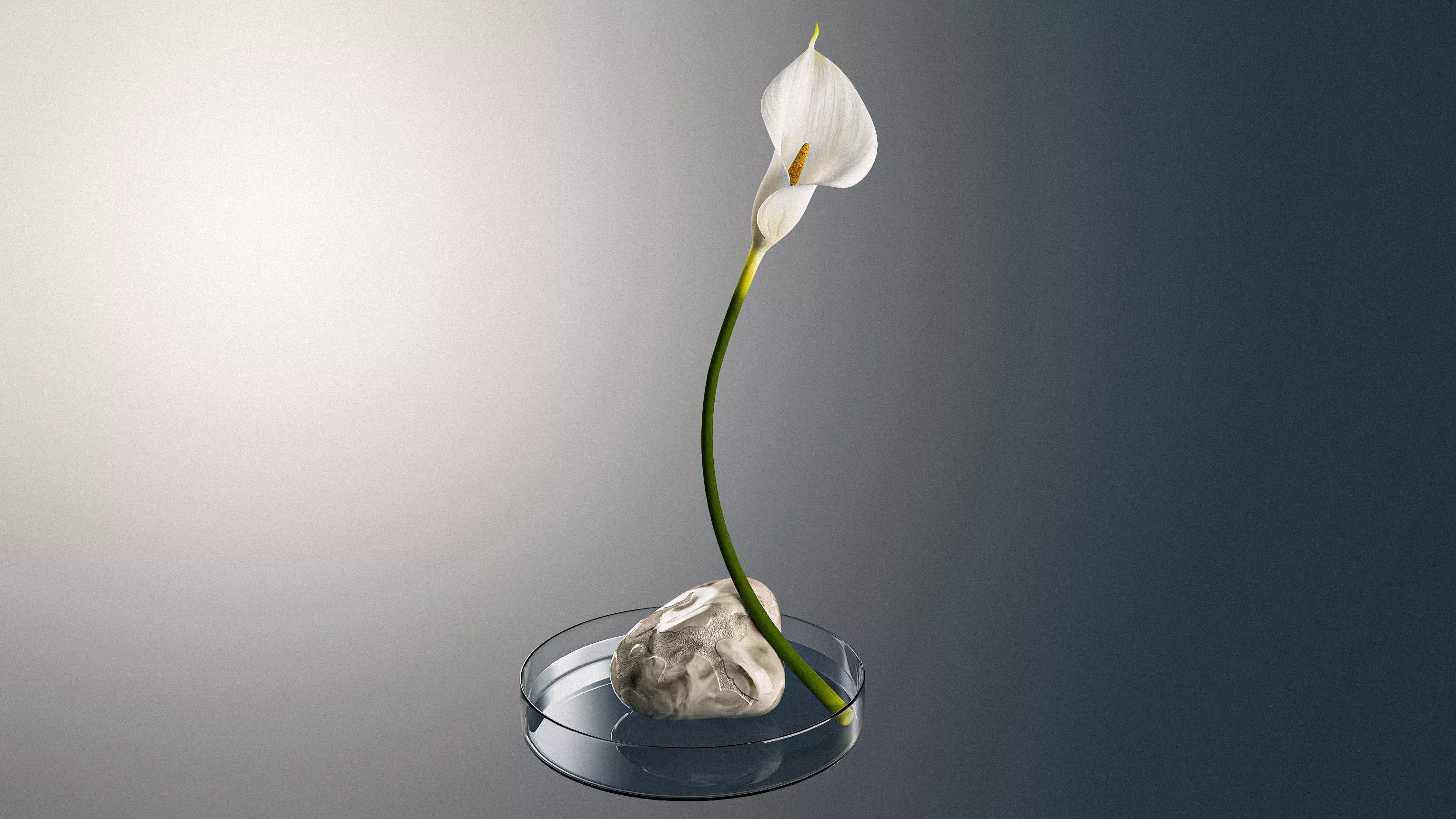 Calla Lily in Glass Vase with Stone Interior Decor Centerpiece 3D model