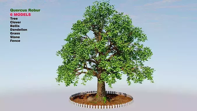 Quercus robur