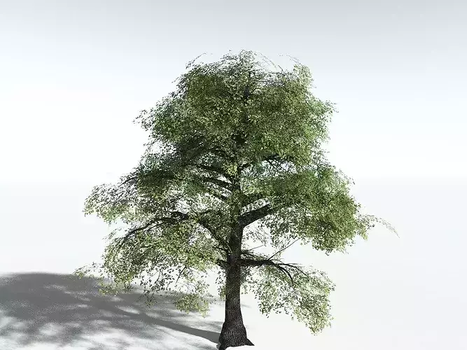 EVERYPlant Bigleaf Maple LowPoly