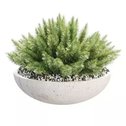 Woolly Plants in Pot 516 3D Plant Model