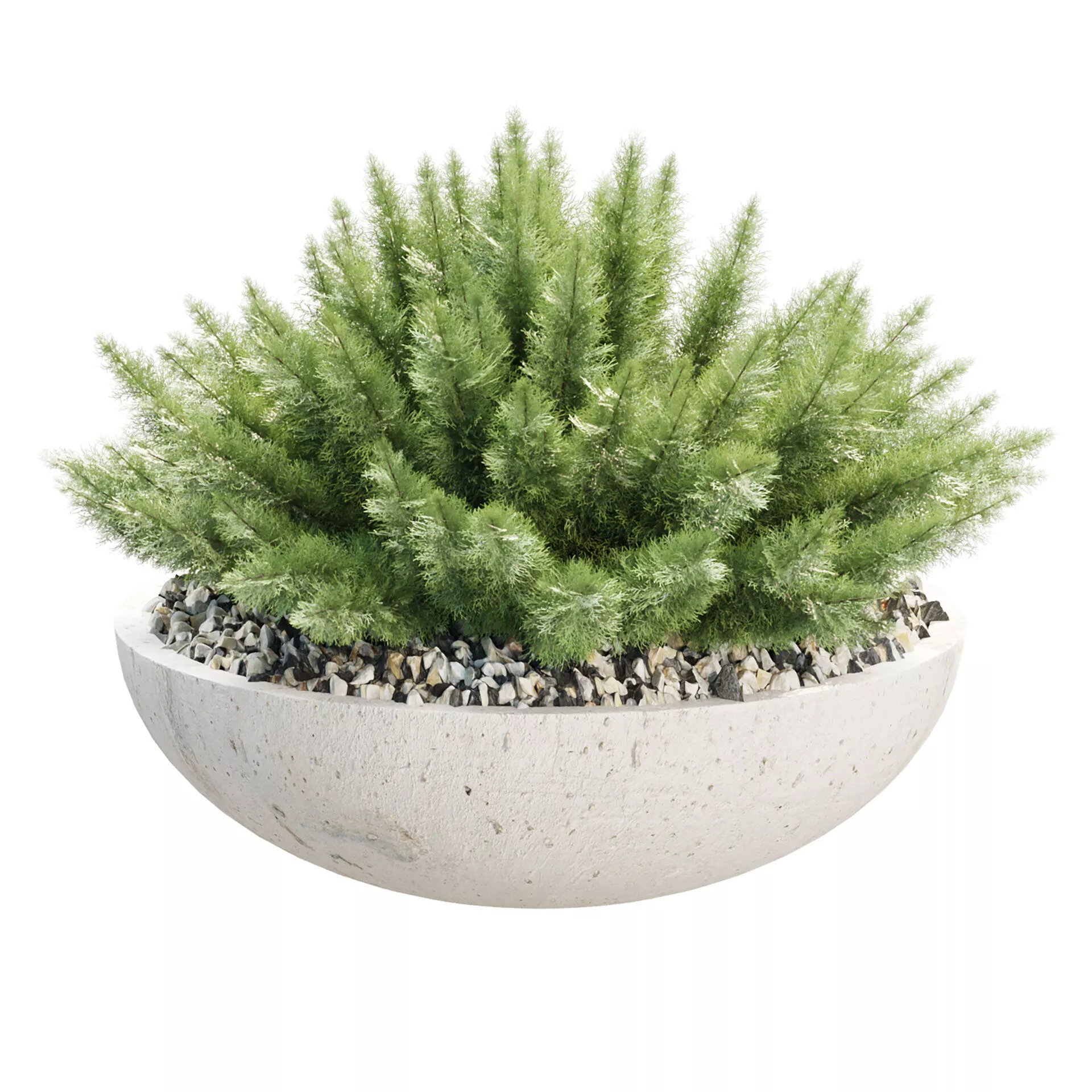 Woolly Plants in Pot 516 3D Plant Model 3D model