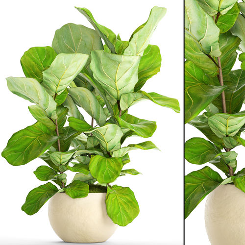 Ficus Lyrata Trees 3D model