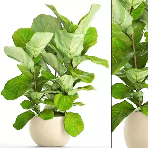 Ficus Lyrata Trees 3D model