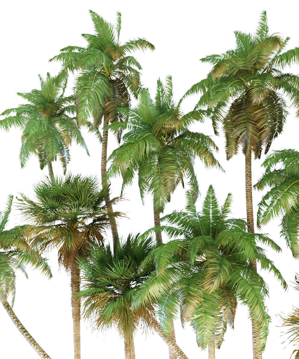 Palm trees Tropical 3D model_9