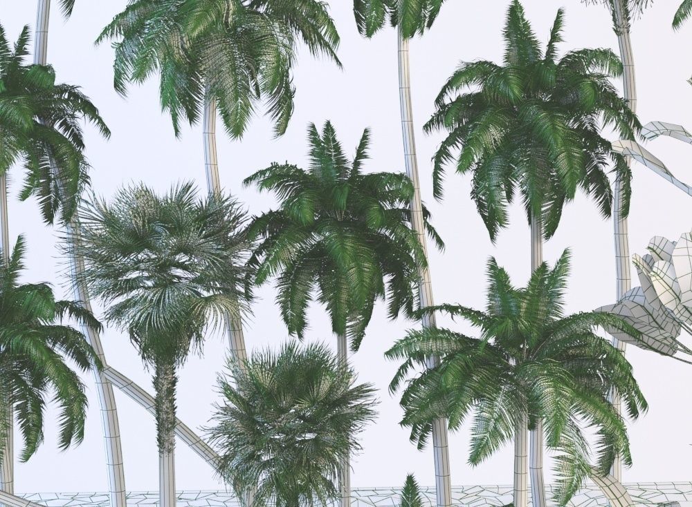 Palm trees Tropical 3D model_12
