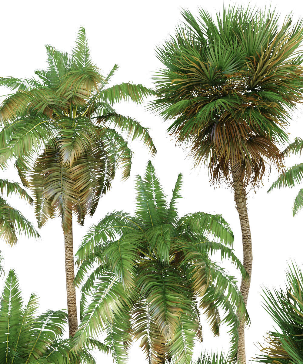 Palm trees Tropical 3D model_8