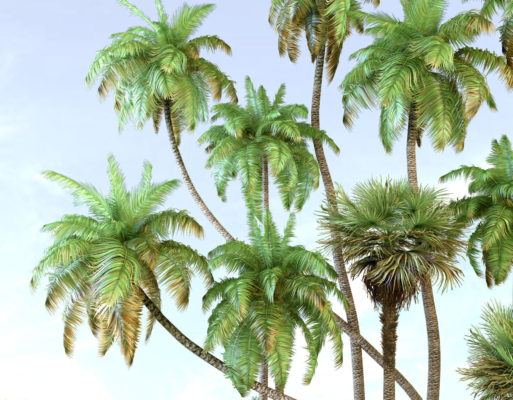 Palm trees Tropical 3D model_2