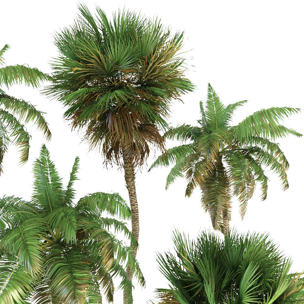 Palm trees Tropical 3D model_6