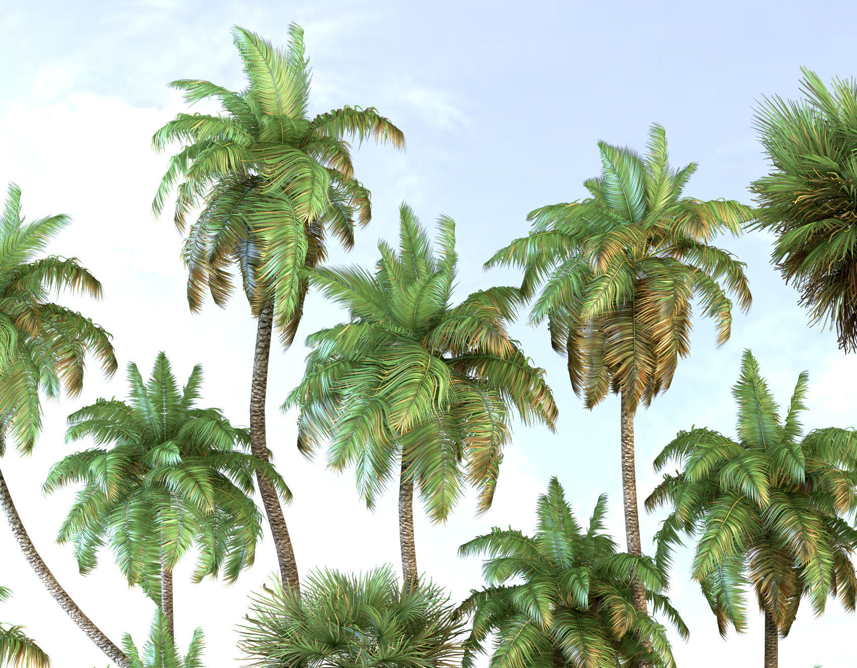 Palm trees Tropical 3D model_1