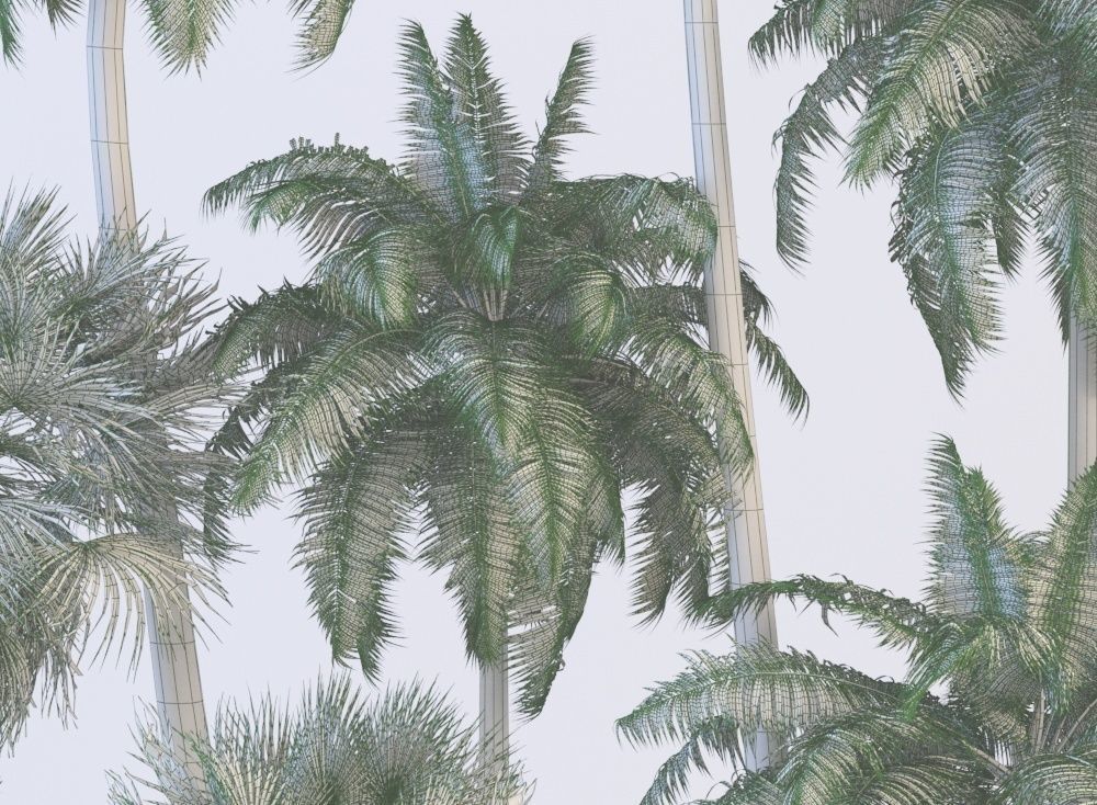 Palm trees Tropical 3D model_11