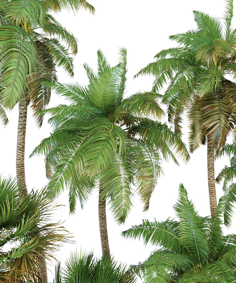 Palm trees Tropical 3D model_7