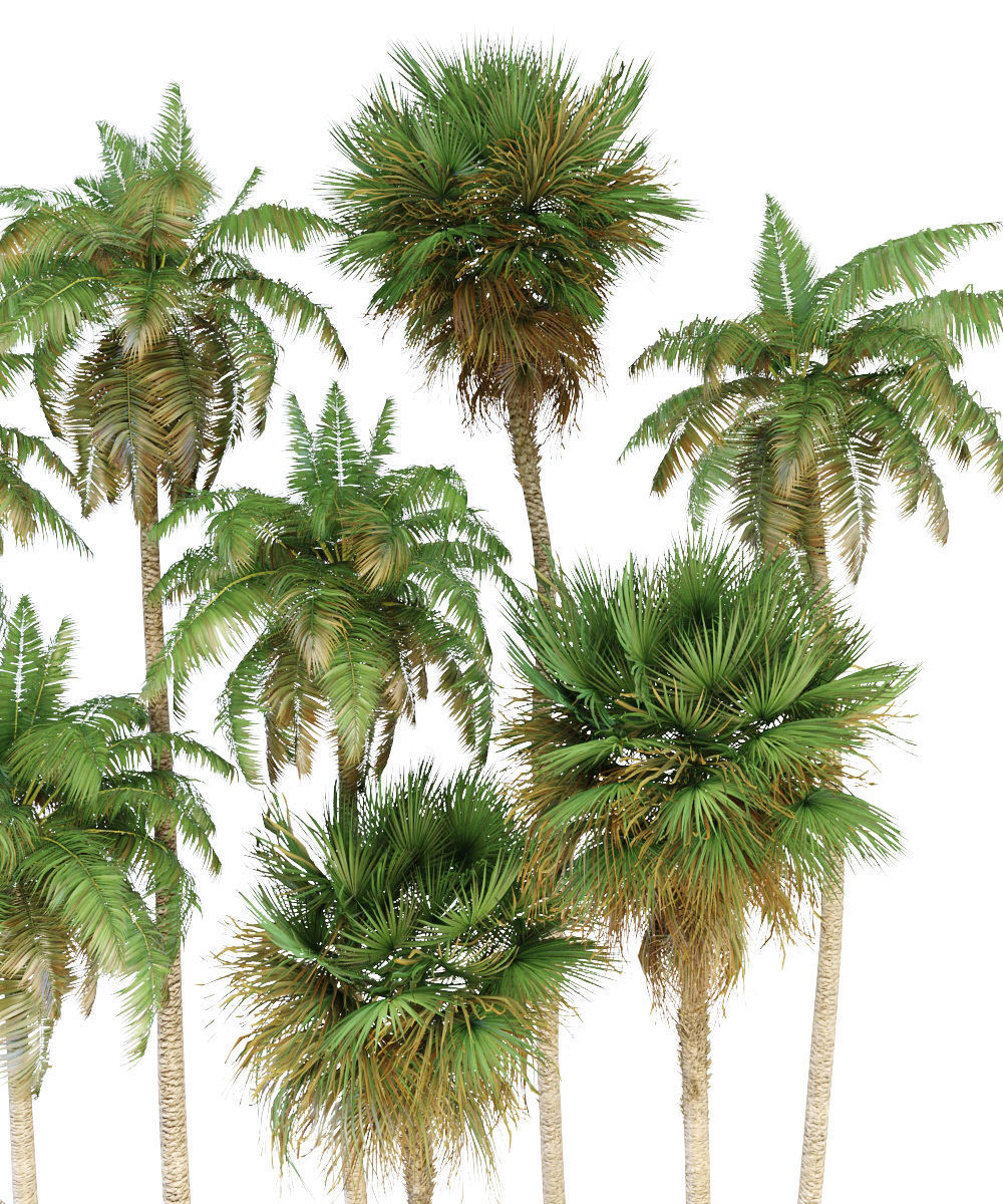 Palm trees Tropical 3D model_4