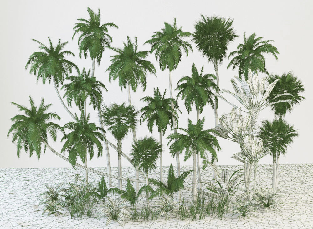Palm trees Tropical 3D model_10