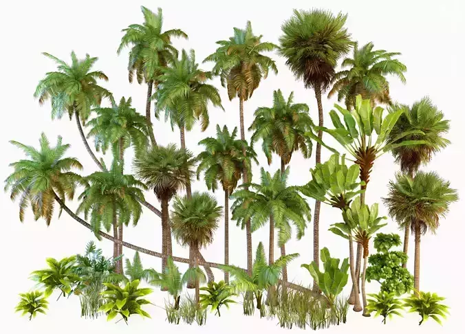 Palm trees Tropical 3D model