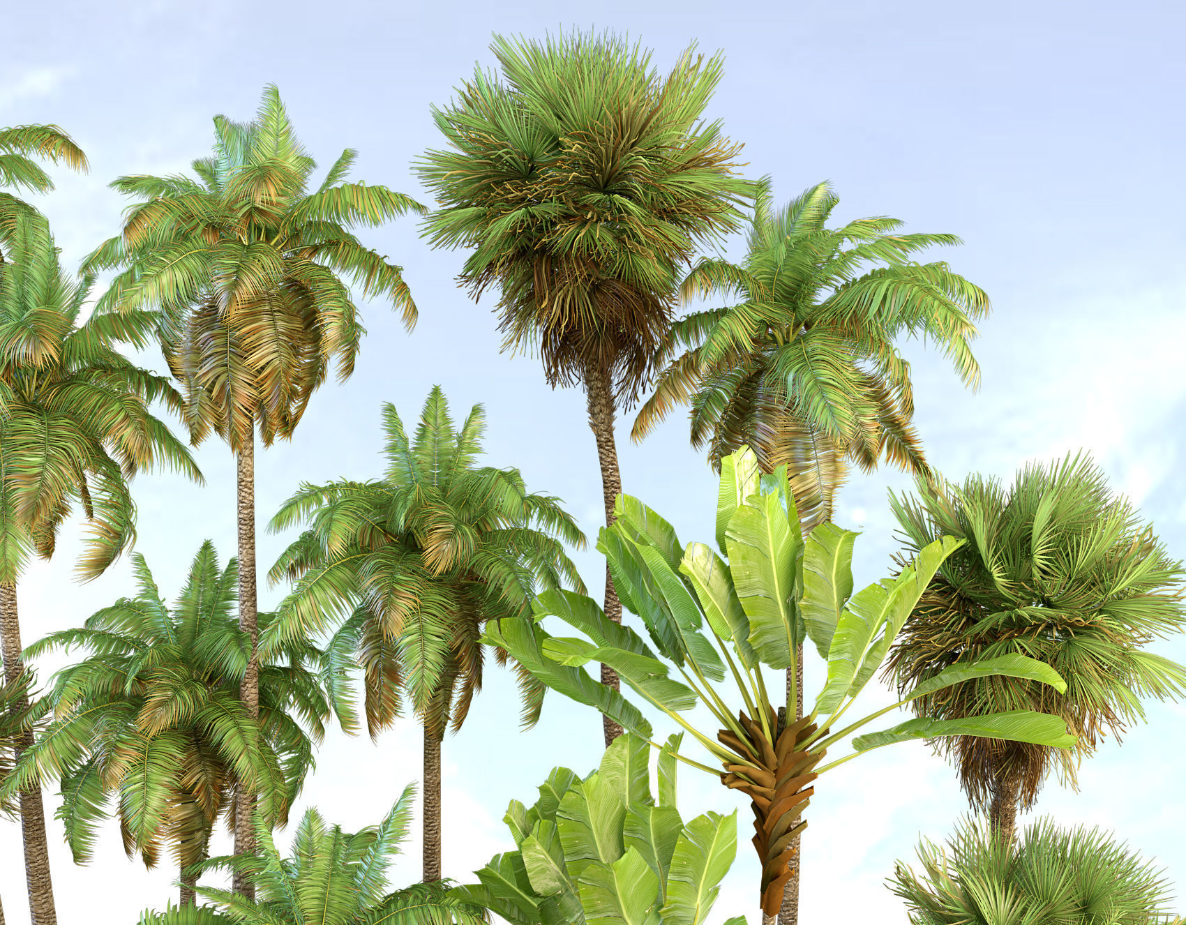 Palm trees Tropical 3D model_3