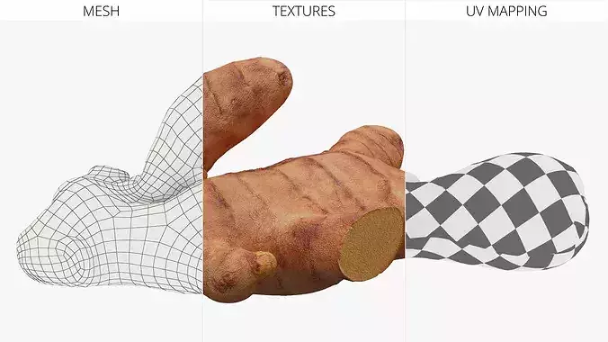 Fresh Turmeric Rhizome with Cut Cross-Section 3D model 6