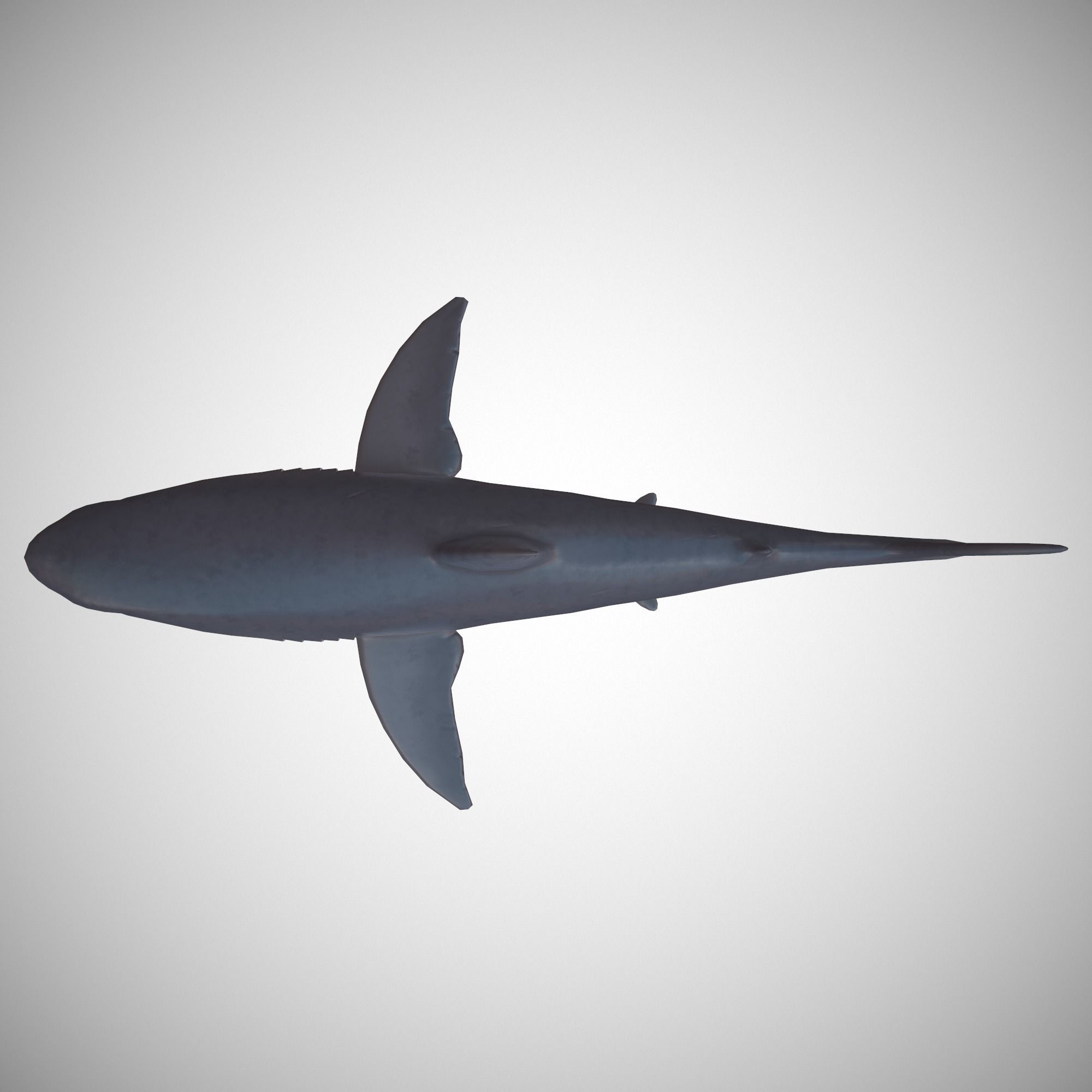 Great White Shark Low-poly 3D model_5