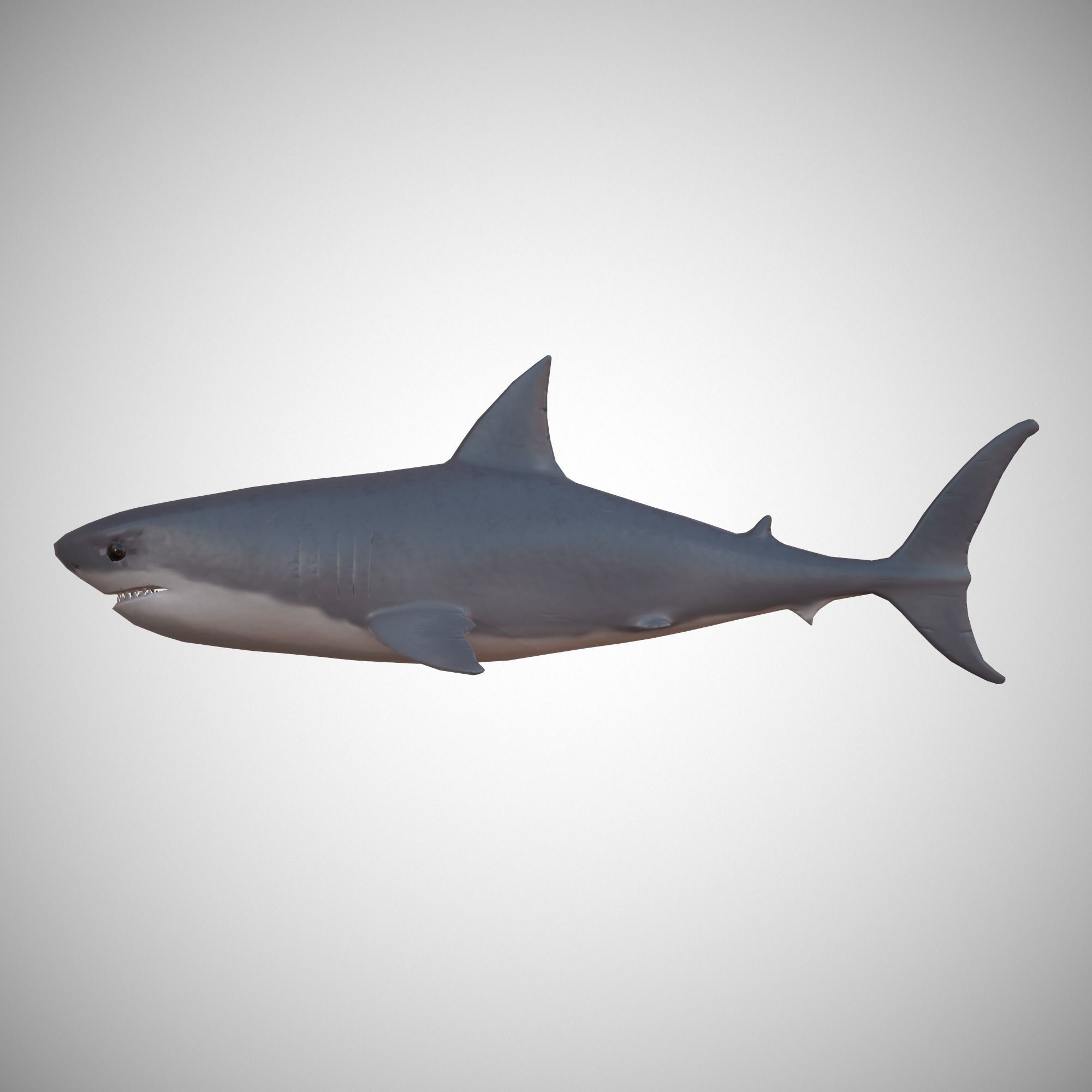 Great White Shark Low-poly 3D model_4